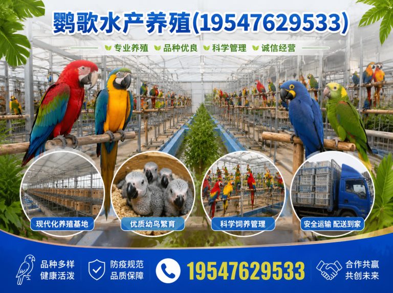 龙泉驿区中大型鹦鹉繁育展示图